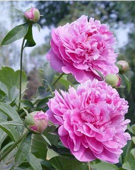 牡丹花雍容富贵而芍药花妖娆俏丽,二者花朵皆艳丽无比,同为芍药科