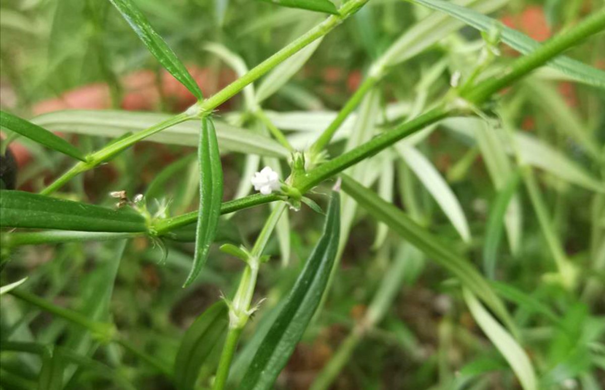 上海古猗园 上海古猗园