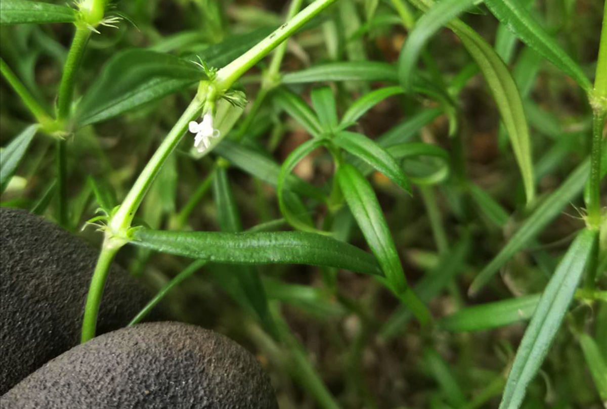 上海古猗园 上海古猗园