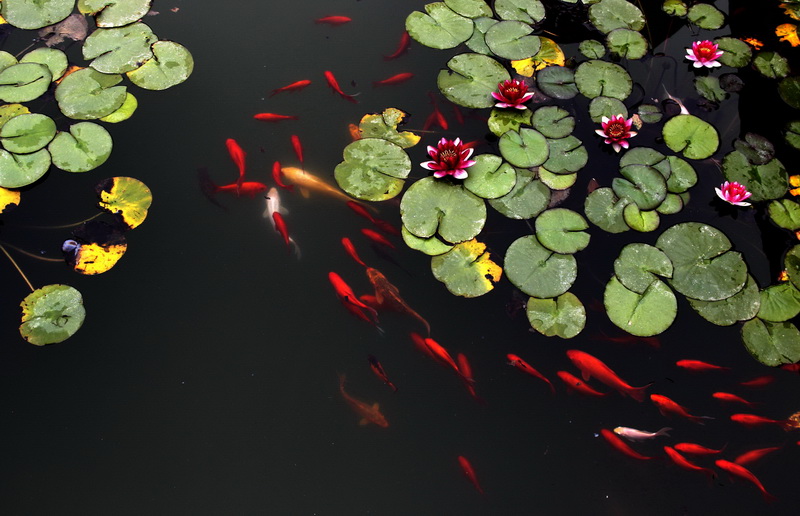 鱼戏莲叶间悠游古猗园